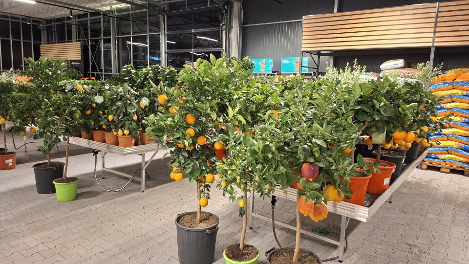 Auf rund 4800 Quadratmetern Verkaufsfläche werden den Kunden im neuen Gartenmarkt der Gärtnerei Steinhilber eine große Auswahl an Pflanzen und Gartenzubehör angeboten. Bild: prh