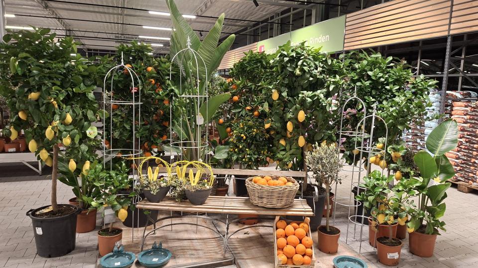 Auf rund 4800 Quadratmetern Verkaufsfläche werden den Kunden im neuen Gartenmarkt der Gärtnerei Steinhilber eine große Auswahl an Pflanzen und Gartenzubehör angeboten. Bild: prh