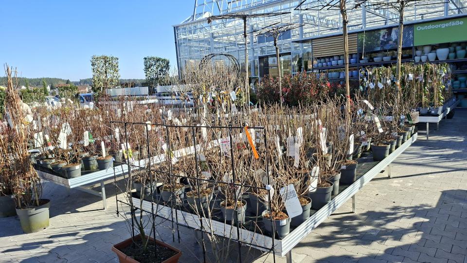 Im Außenbereich bietet die Baumschule eine große Auswahl an Bäumen und Sträuchern. Bild: prh