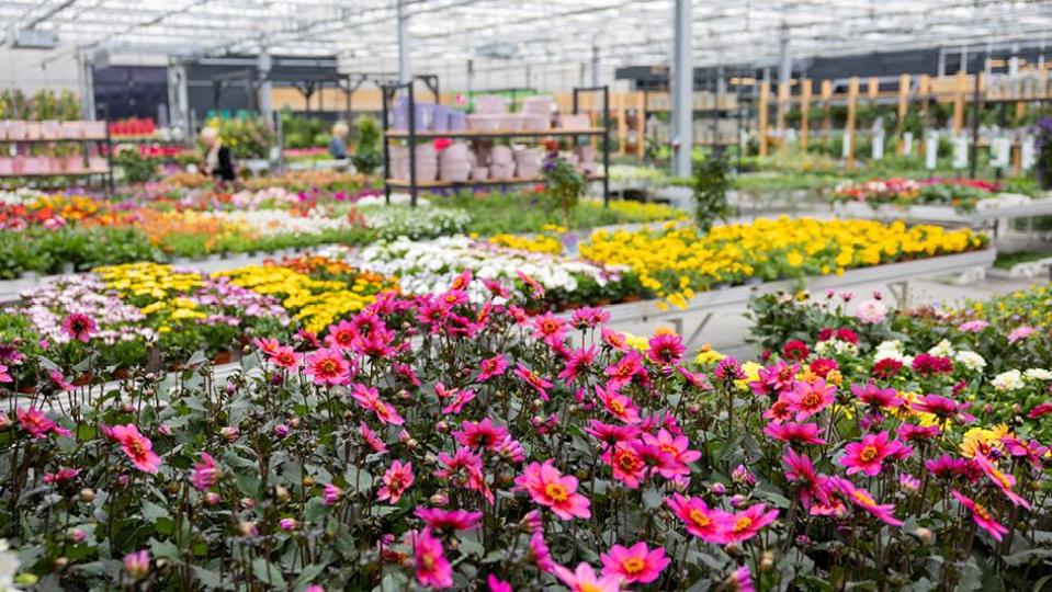 Die Gärtnerei Steinhilber steht seit Jahrzehnten für Qualität, Regionalität und echte Leidenschaft für Pflanzen. Bild: Sara Neidhardt