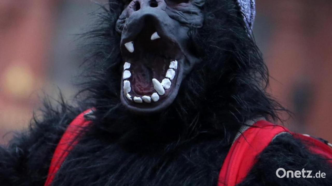 Gorilla wirft in Rieden Masskrug auf Kind Polizei erklärt Fall für