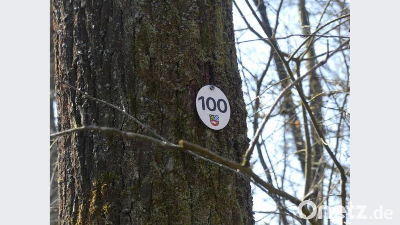 Eschenbach: Naturfriedhof als Beisetzungsort | Onetz
