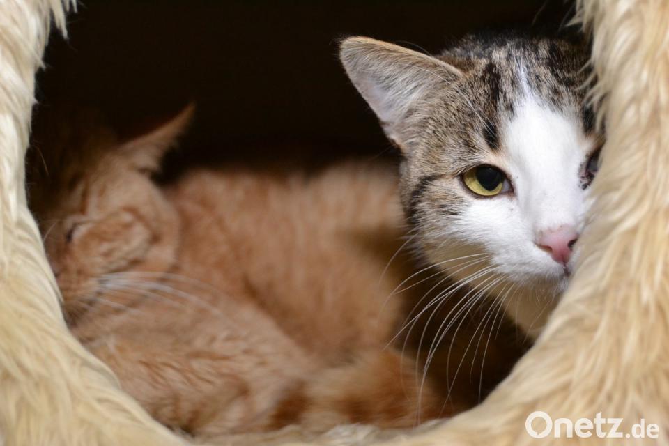 Tierdrama in Vohenstrauß 13 Katzen und 4 Hunde gerettet
