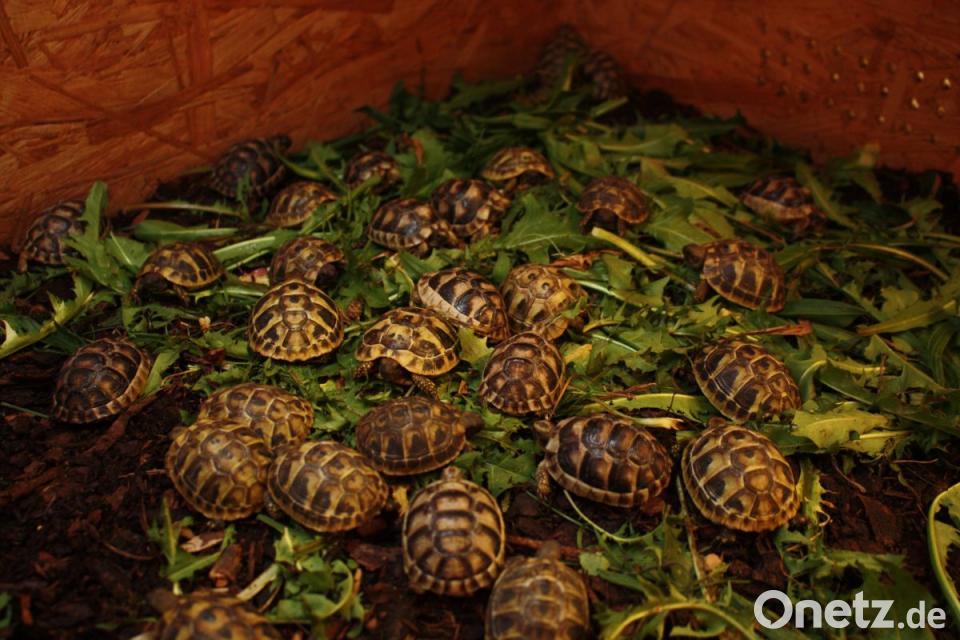 Schildkroten Baby In Der Natur Geboren Onetz