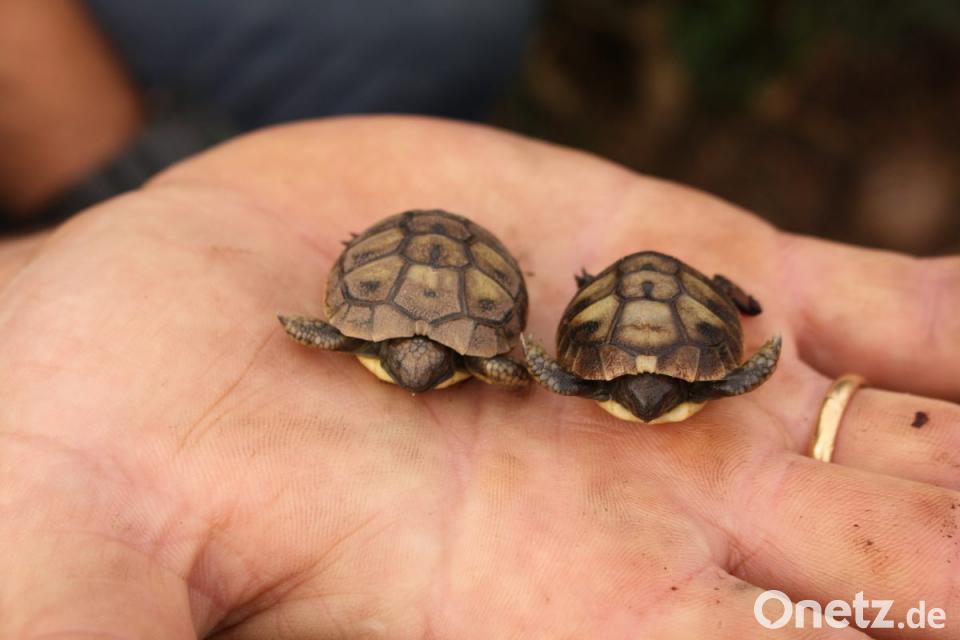 Schildkroten Baby In Der Natur Geboren Onetz