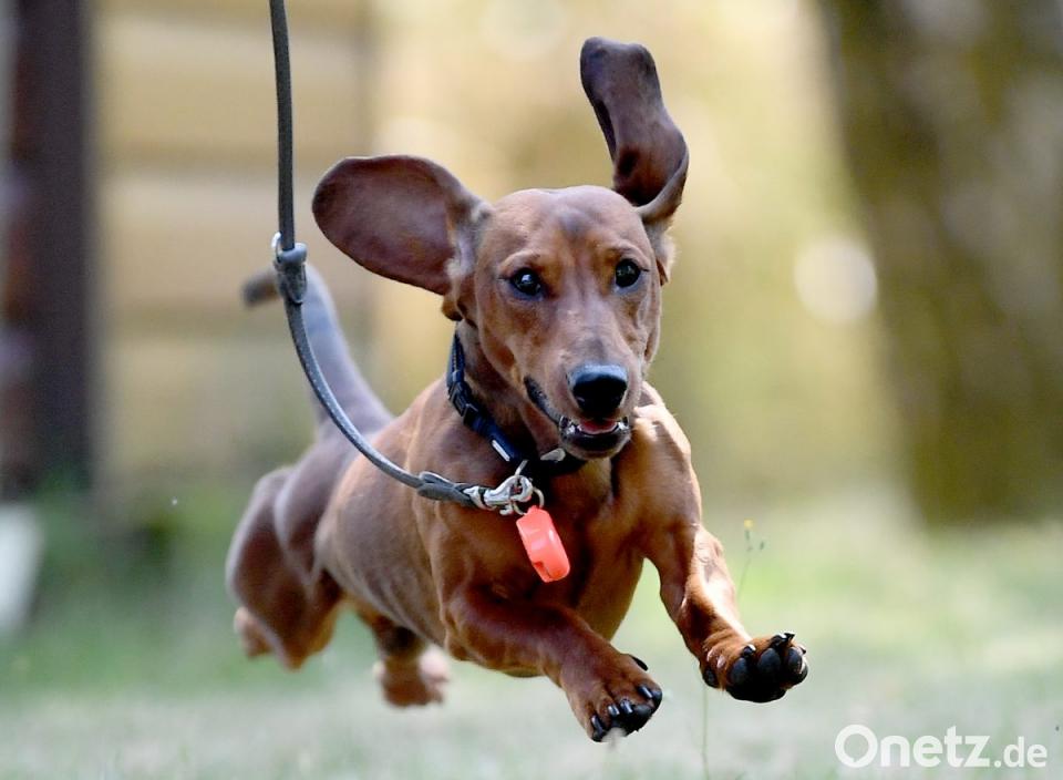 Hunde und Halter an der kurzen Leine