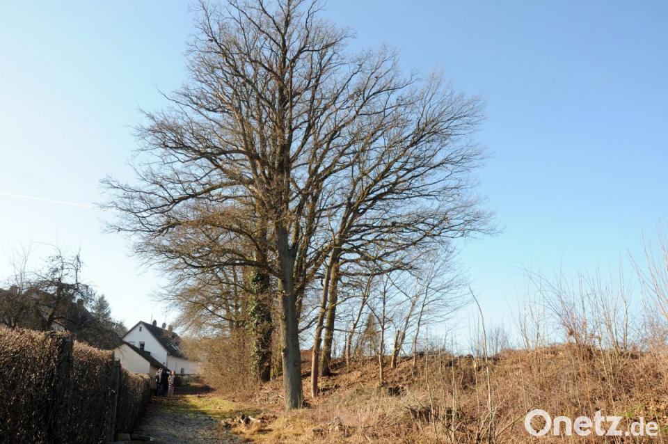 Kummersbruck Eichen Durfen Gefallt Werden Onetz