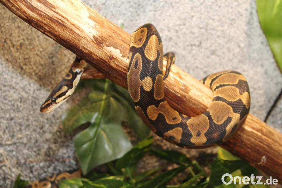 Schlangen Im Wohnzimmer Reptilien Als Treue Haustiere Onetz