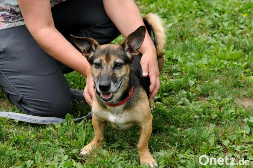 Wir suchen ein neues Zuhause Vier Hunde aus dem Tierheim in Amberg