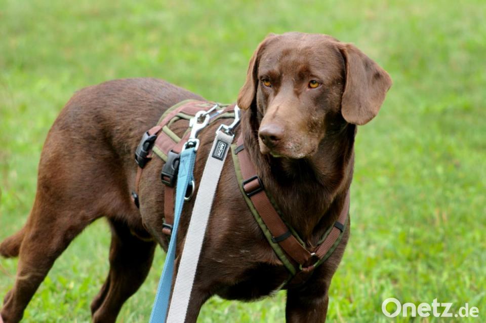 Wir suchen ein neues Zuhause Vier Hunde aus dem Tierheim in Amberg