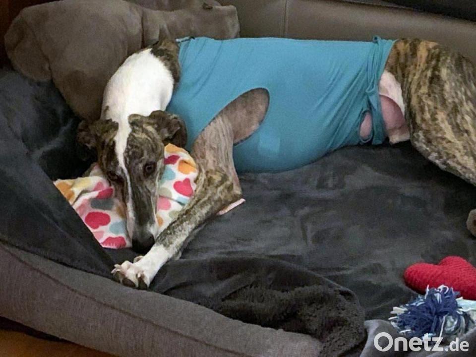 Dramatischer TierUnfall Windhund mit Ast im Brustkorb