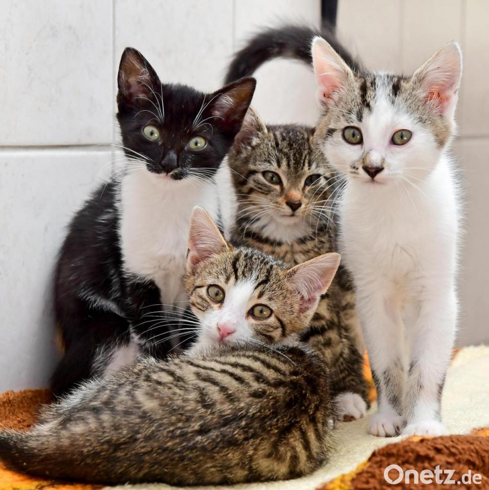 Verstoß gegen Tierschutz Beschlagnahmung eher Ausnahme