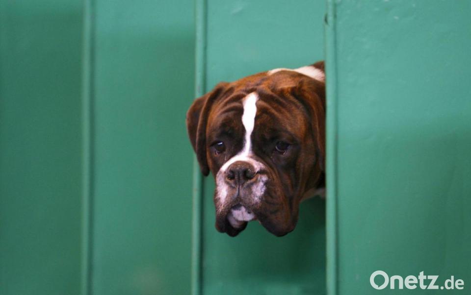 Hund wird ungewollt zum "Filmstar"