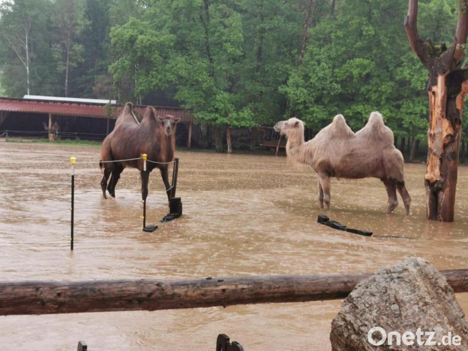 Nach Unwetter Kamele Knocheltief Im Wasser Onetz