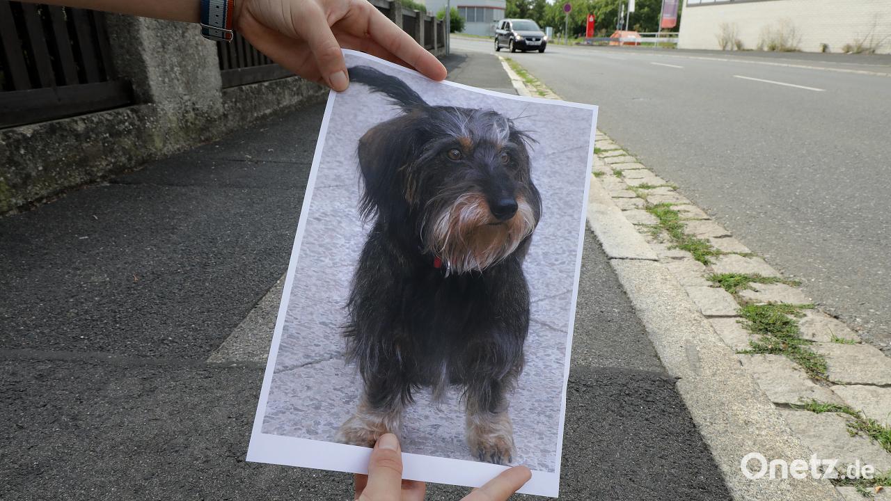 Aggressiv gegen Hund und Menschen