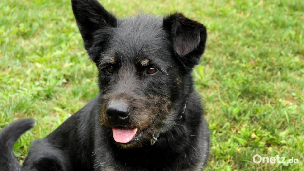Wir suchen ein neues Zuhause Vier Hunde aus dem Tierheim in Amberg