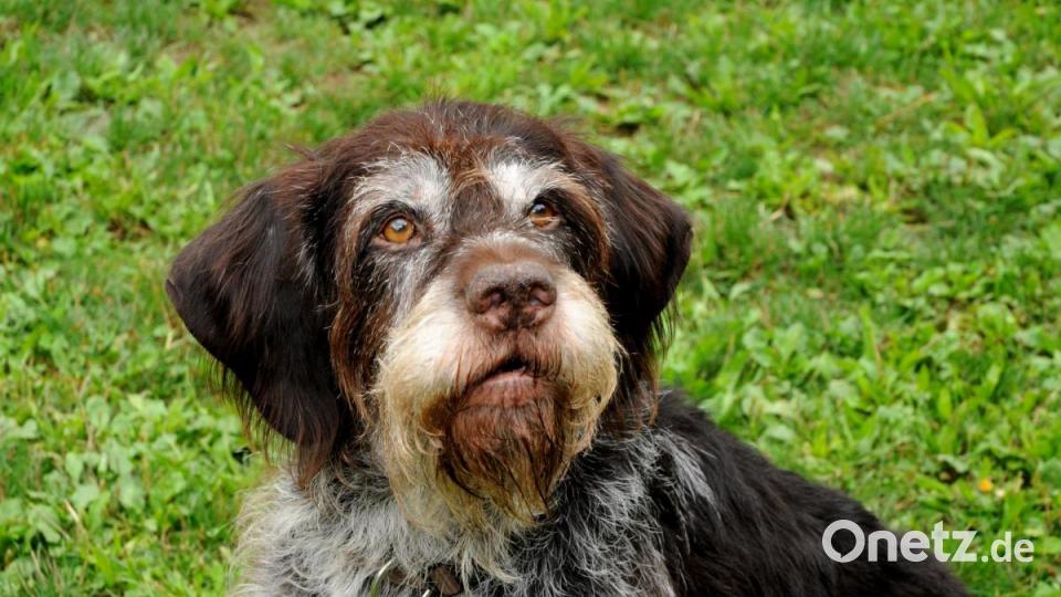 Wir Suchen Ein Neues Zuhause Vier Hunde Aus Dem Tierheim In