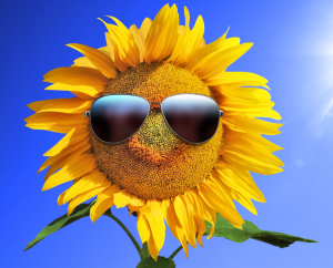 sonnenblume_vs.png